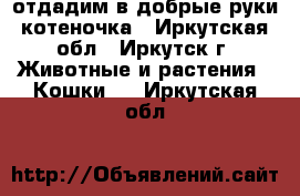 отдадим в добрые руки котеночка - Иркутская обл., Иркутск г. Животные и растения » Кошки   . Иркутская обл.